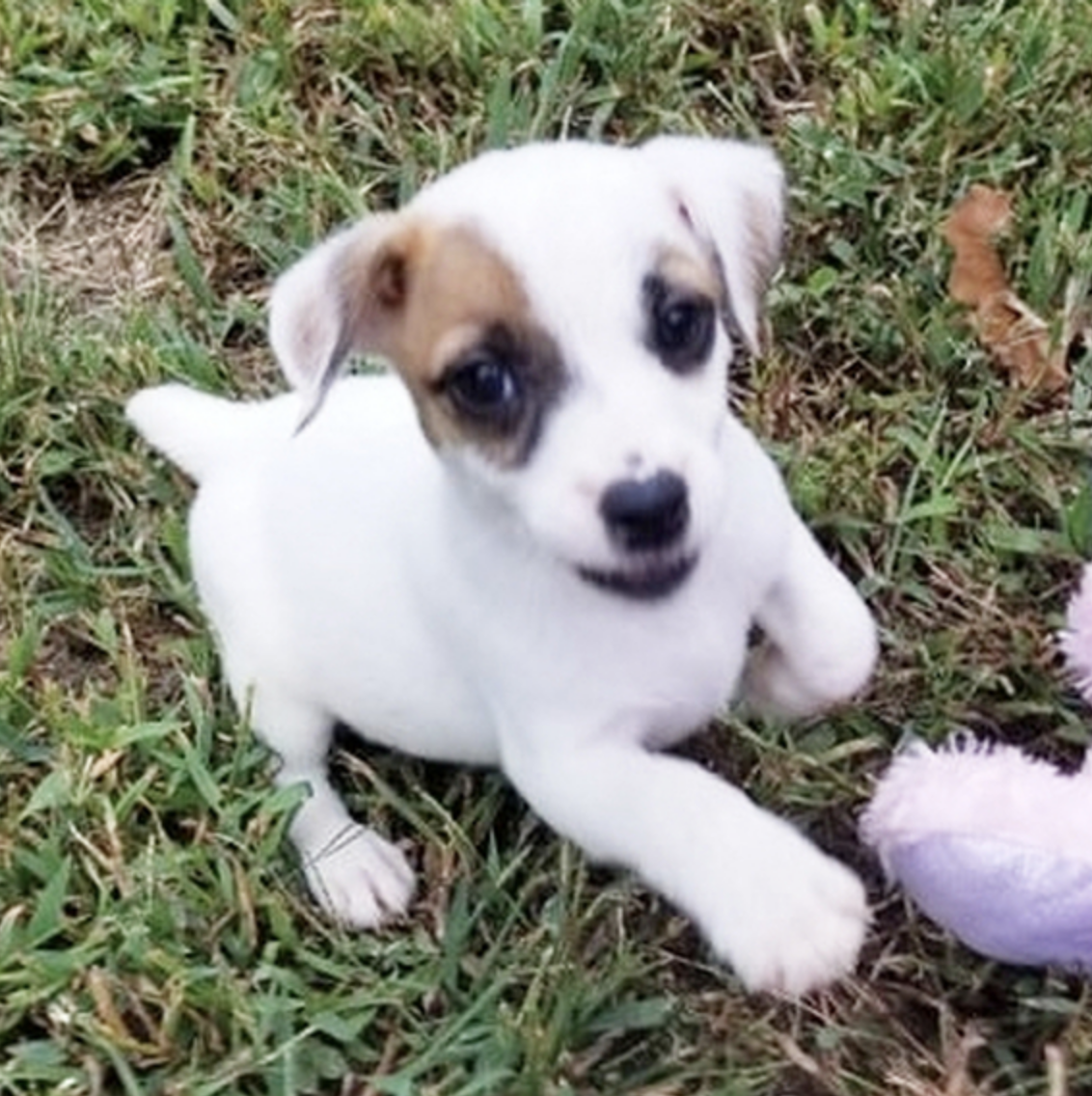 comprar cachorros sanos, baratos y asequibles para la venta
